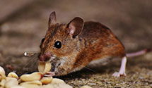 24 Hour & Emergency Exterminators in Morsemere, NJ